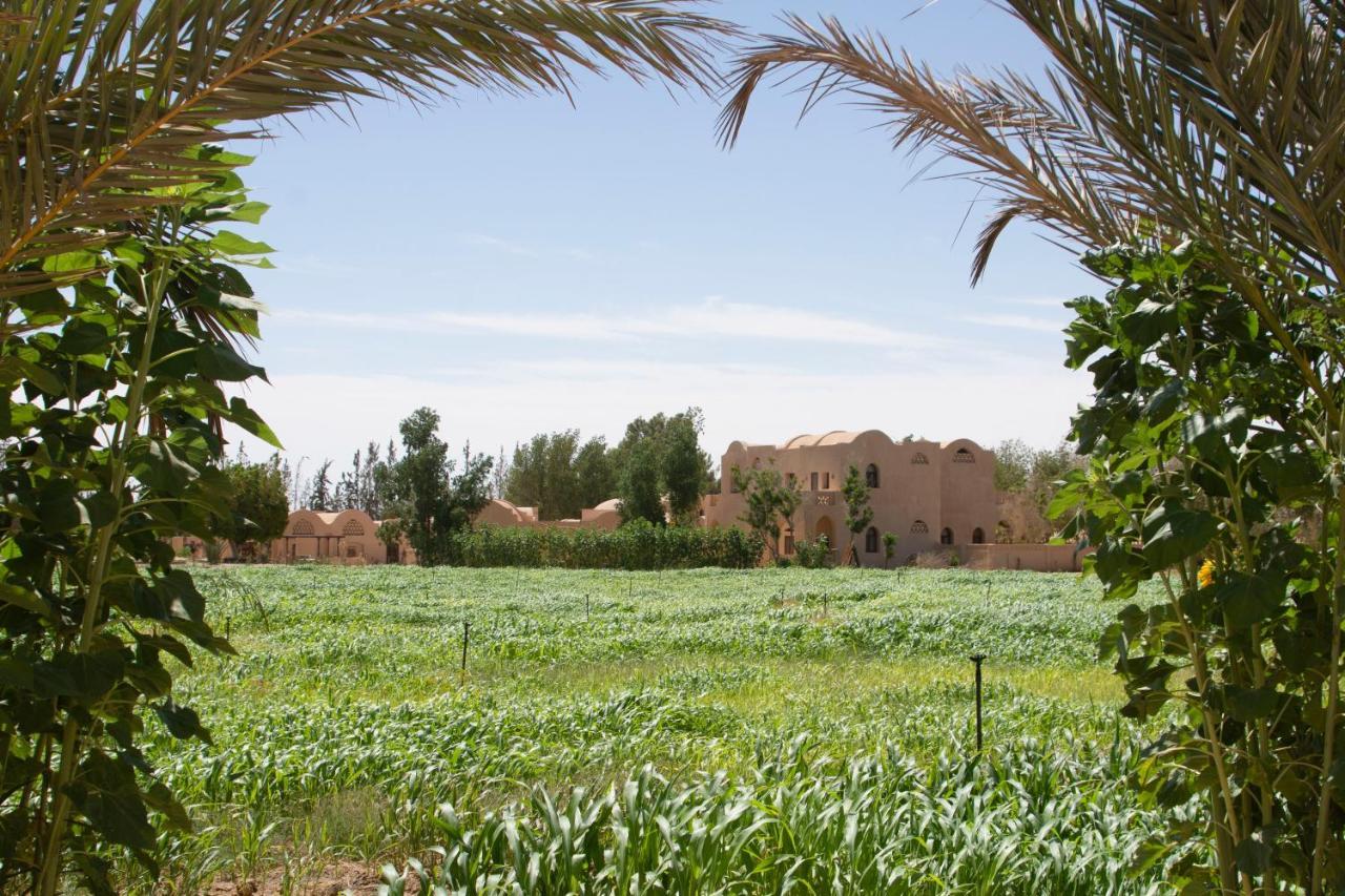 فيلا Tzila Bahariya Bahariya Oasis المظهر الخارجي الصورة